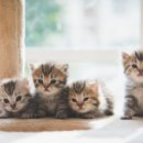 송원초등학교 이미지