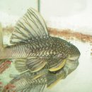 디스커스코리아 이미지