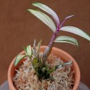 대주2농장 이미지