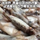 제철 총알오징어 1kg (10-15미내외)/미식가들이라면 요즘 엄청 찾는 그것!!! 이미지