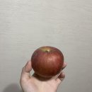 데일리 키친랩 | 아침 and 과일 고당도 사과 :: 맛있는 경북 못난이사과 후기