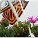 일출로민박 이미지