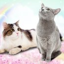 럭셔리애견사랑 이미지