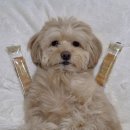 이편한덴탈랩 | 강아지덴탈껌 직접 급여해본 파미데이즈 황태유산균 솔직 후기