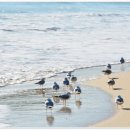 황제 행정사사무소 이미지