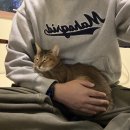 고양이 행복구역 이미지