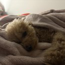 햇빛유치원 | 구미 강아지 유치원, 호텔, 놀이방 까만코댕치원 솔직후기 part 2