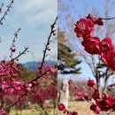 매화다리길 이미지