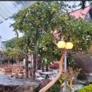 홍매화 민박 이미지