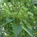 삼우초등학교 이미지