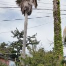 남원읍-43 이미지