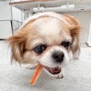 제일사료(주) 노동조합 | 코스트코 2월 둘째주 추천상품, 강아지간식 후기