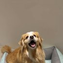 리토토 | [리토토 방석] 반려동물 방석 추천, 반려견 찰떡방석 추천
