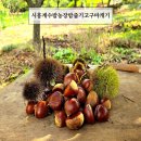 계수나무 | 계수밤농장 밤줍기 고구마캐기 9월7일후기 경기도시흥 가을체험