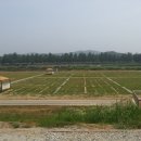 아산곡교천야영장 이미지