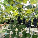 남포농장 이미지