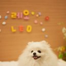 댕린이 보호구역 이미지