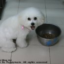 퍼피맘마 이미지