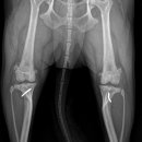 잠실베스트동물병원 수술재활센터 이미지