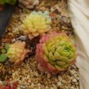 금병농장 이미지