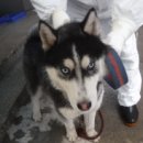 중산간동로 이미지