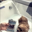 그루밍 애견미용 이미지