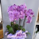 대광약국 이미지