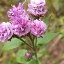 에버그린민박 이미지