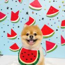 블링블링슈가 이미지