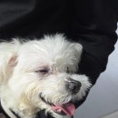 가야촌주 | 노견 강아지 수정체 탈구 시술 후기