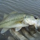 백학저수지 이미지