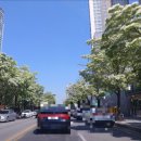 온천단지 이팝나무길 이미지