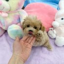 강아지분양 마이댕냥 일산점 이미지