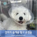 행신동물의료센터 | 백석동 동물병원 행신동물의료센터 강아지 슬개골탈구 교정술