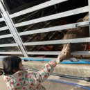 철이네농장 | [거제 아이와 가볼만한곳] 철이네사슴농장&amp;동물체험 방문기