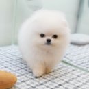 도그라이프 대구강아지분양 이미지