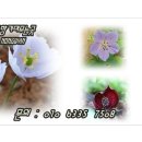 꽃향기 머무는 곳 이미지