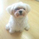 구피애견 이미지