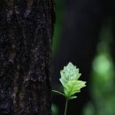 구름소리 이미지