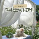 에이드 PC방 | [천안/피노카페] 데이지 가득 천안 애견동반카페🌼캐빈&amp;브런치 이용 후기