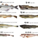 짝태&노가리 이미지