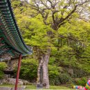 가섭사석가여래좌상 이미지