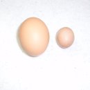 초보도아닌토종닭이 낳은 계란크기? 이미지