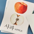 꽃바바 이미지