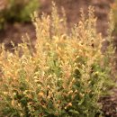 Hummingbird Bush(Flame Acanthus)와 허밍버드.. 이미지