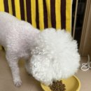 해피독(happy dog) 이미지