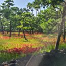 토종흑염소 이미지