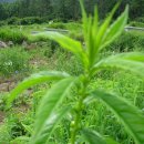 산내들농장 이미지