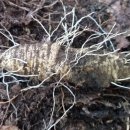 둔일농장 이미지