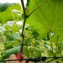 별별농장 이미지